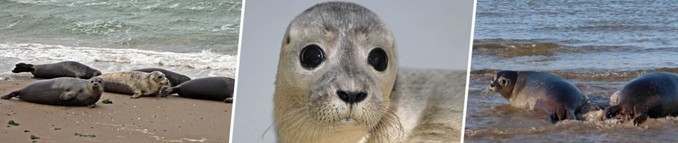 Zeehondenopvang A Seal