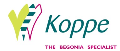Koppe Begonia