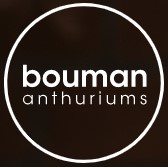 Bouman Anthuriums